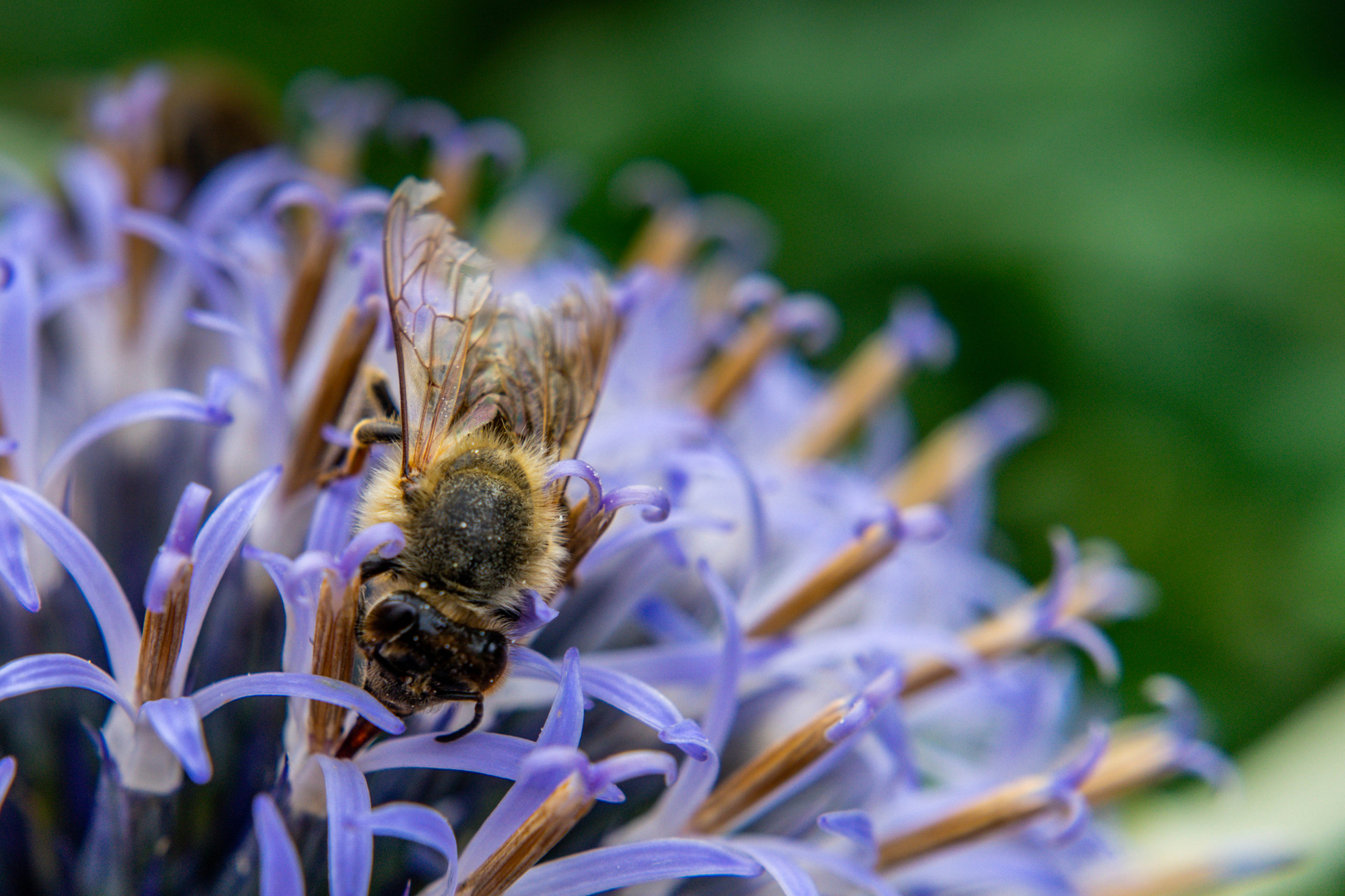 Biene auf lila Blüte