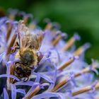 Biene auf lila Blüte