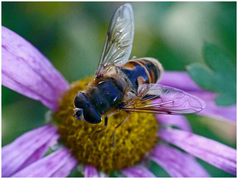 Biene auf lila Chrysanthemenblüte - 1