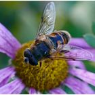 Biene auf lila Chrysanthemenblüte - 1