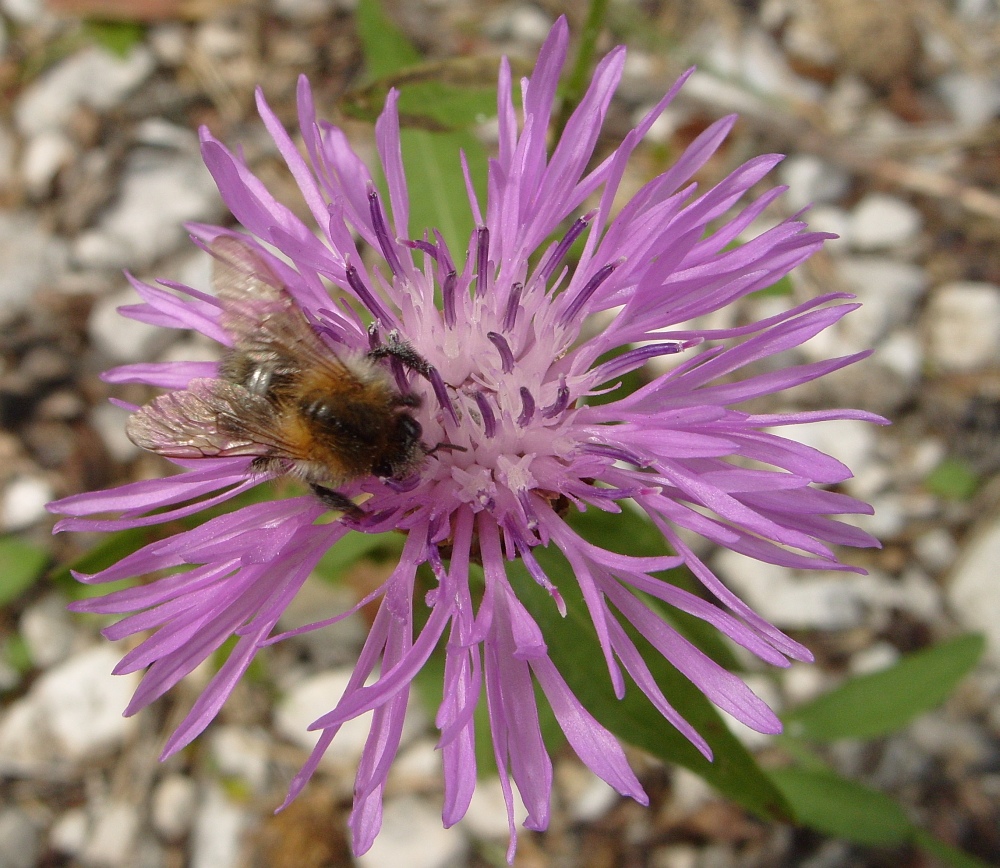 Biene auf lila Distel