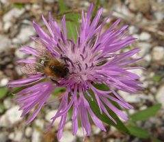 Biene auf lila Distel