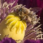 Biene auf lila Mohn_967