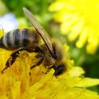 Biene auf Löwenzahn