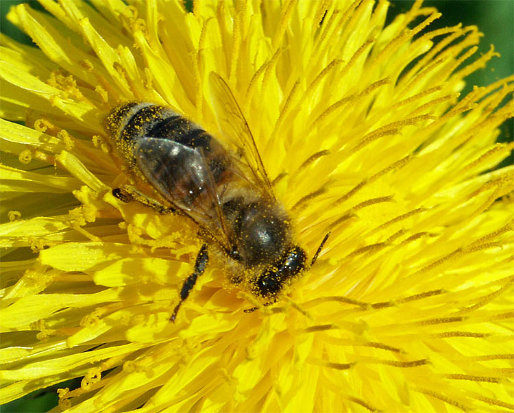 Biene auf Löwenzahn