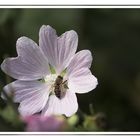 Biene auf Malve I