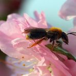 Biene auf Mandelblüte