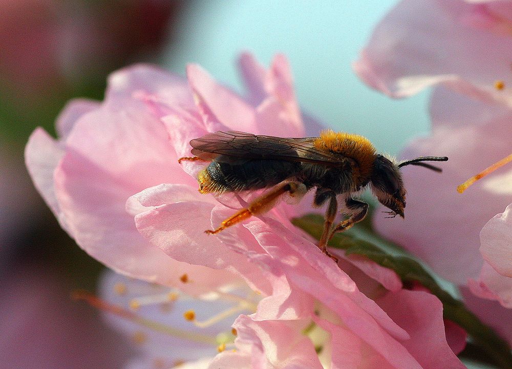 Biene auf Mandelblüte