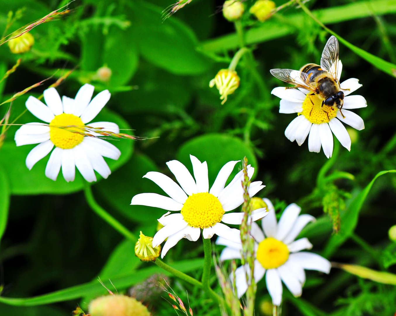 Biene auf Margerite