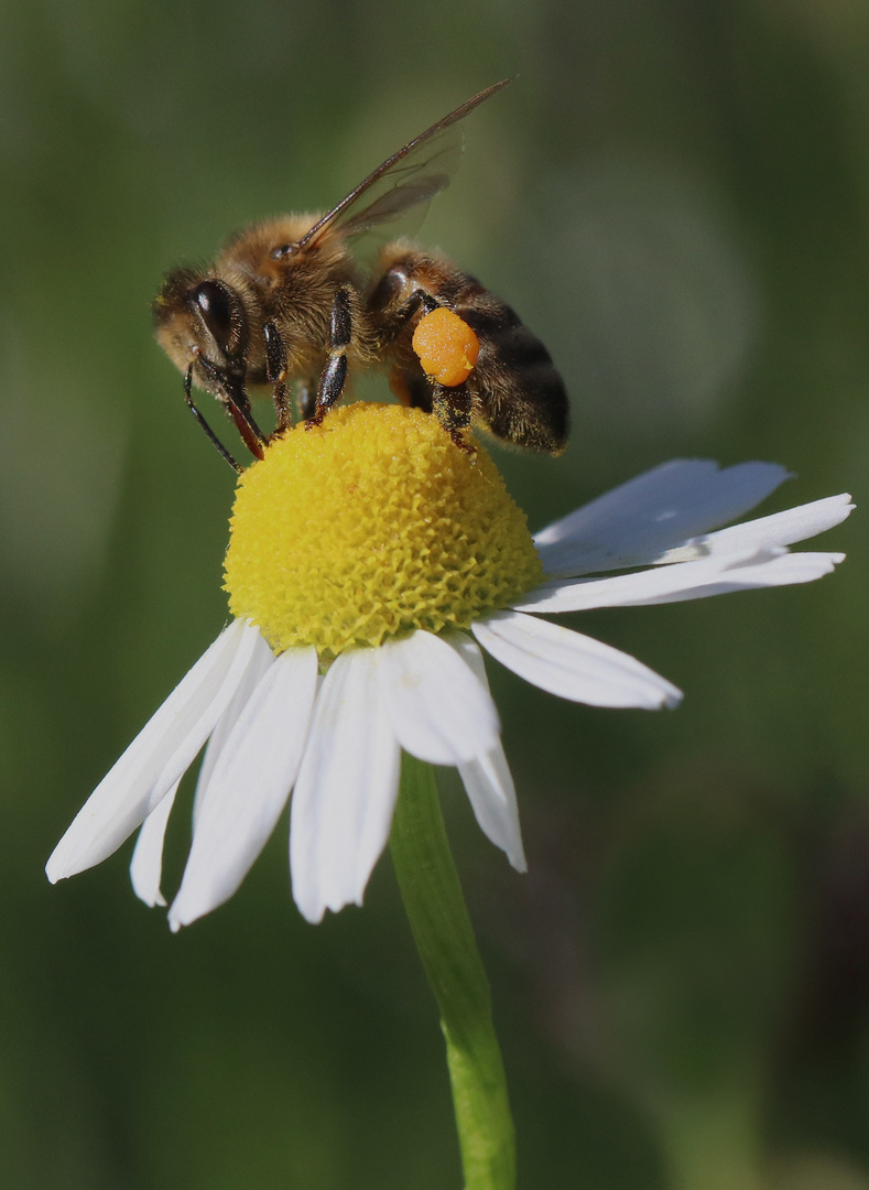 Biene auf Margerite