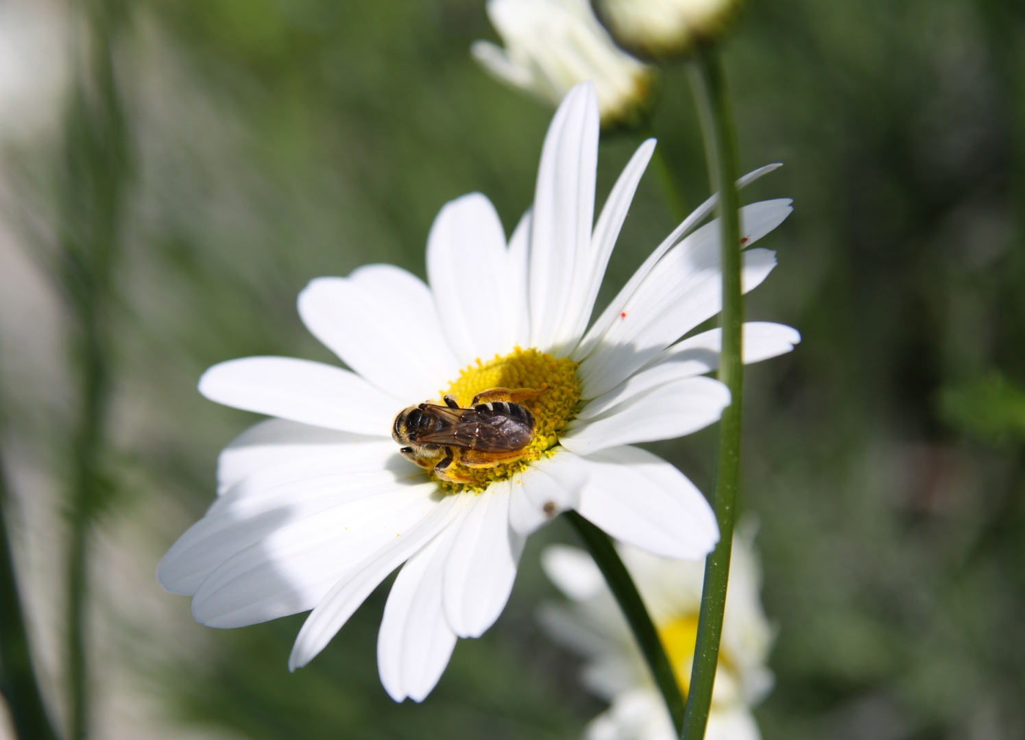 Biene auf Margeritte