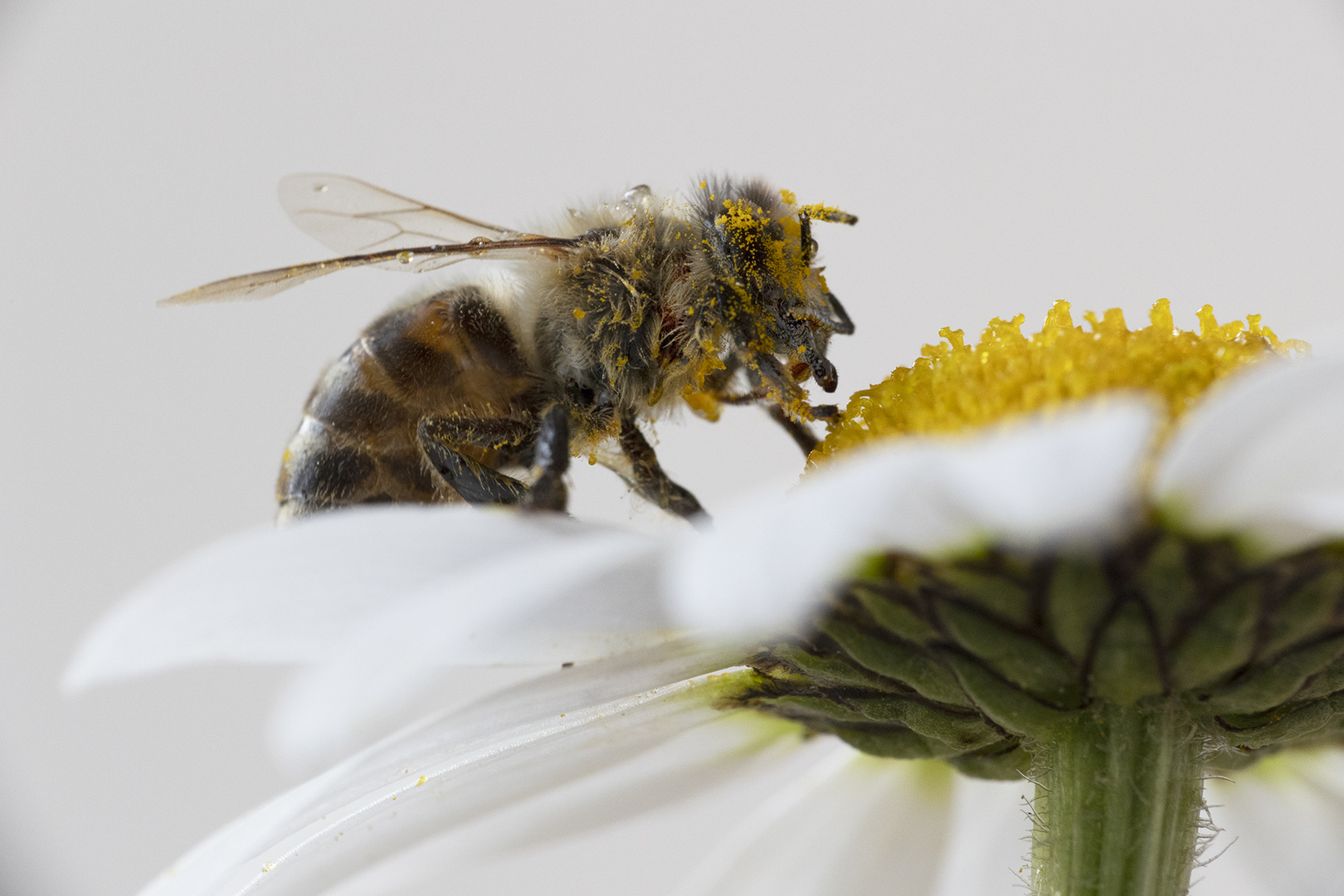 Biene auf Marguerite