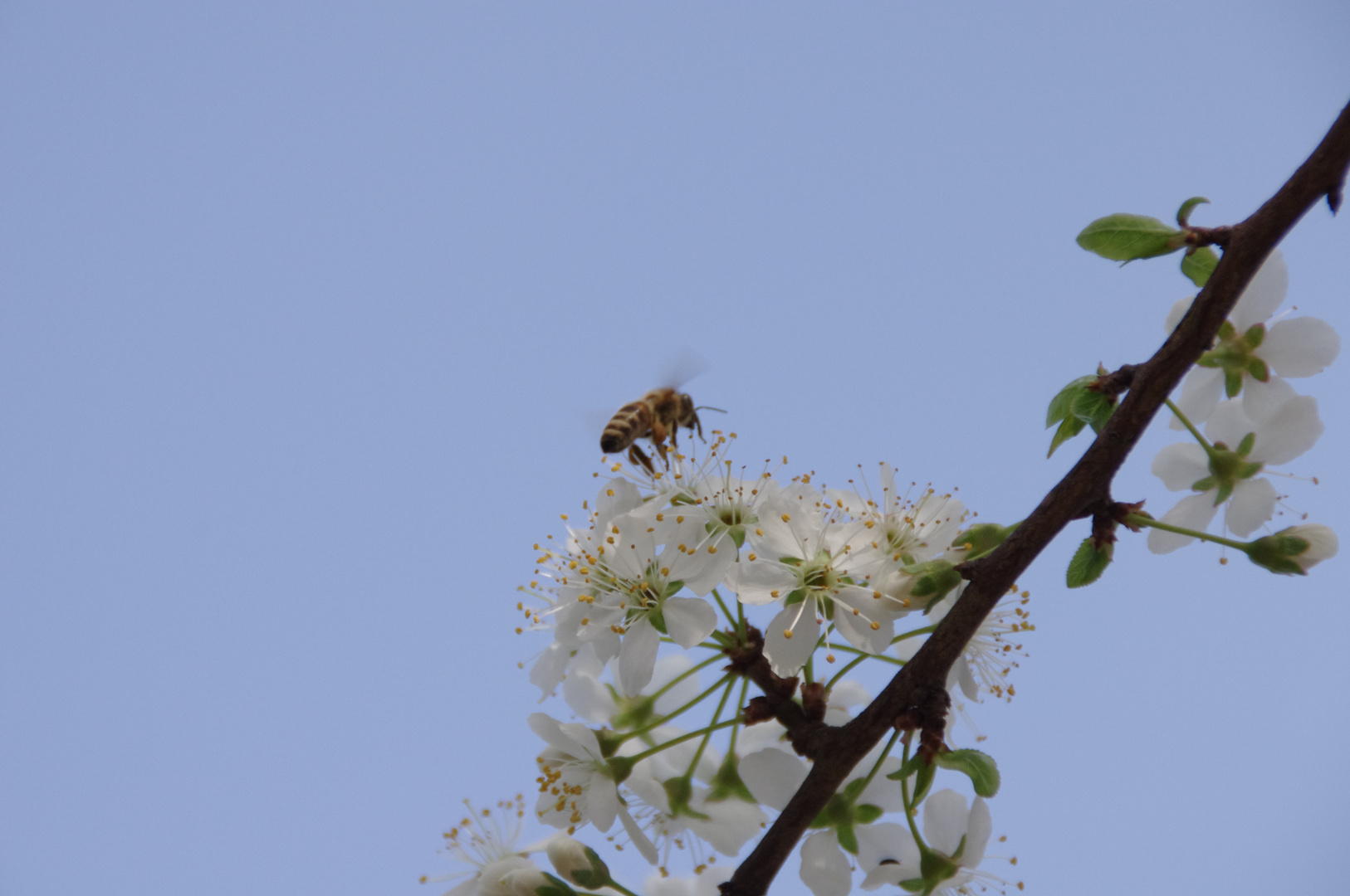 Biene auf Marillenblüte