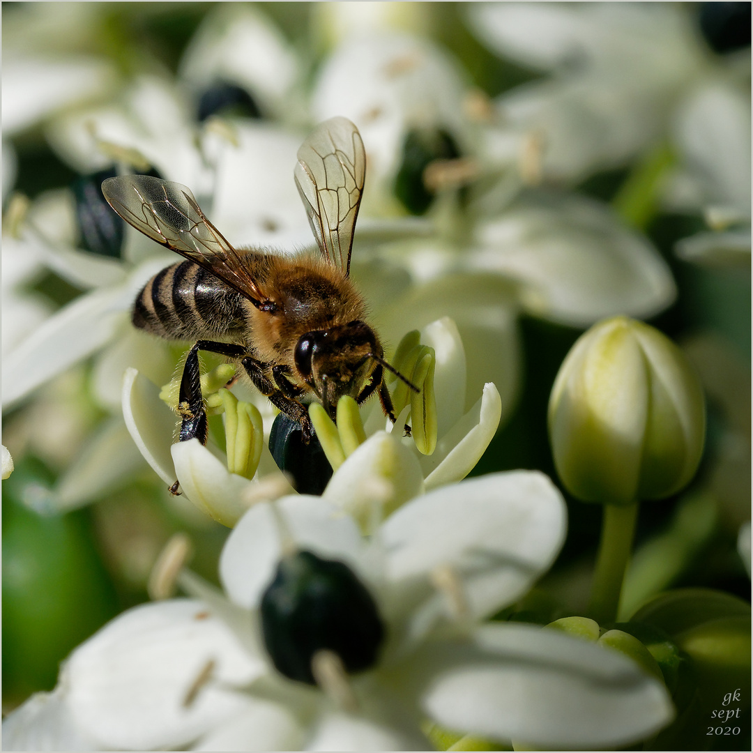 Biene auf Milchstern