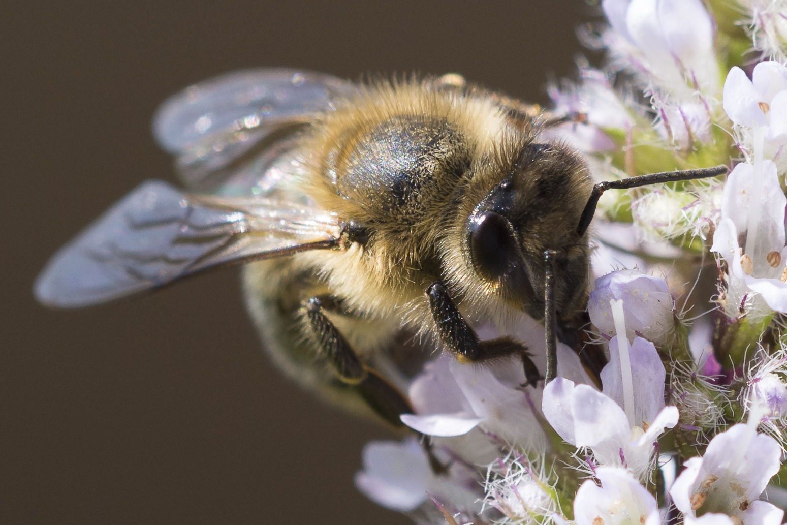 Biene auf Minzblüten