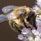 Biene auf Minzblüten