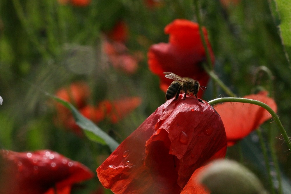 Biene auf Mohn....