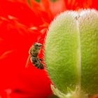 Biene auf Mohn