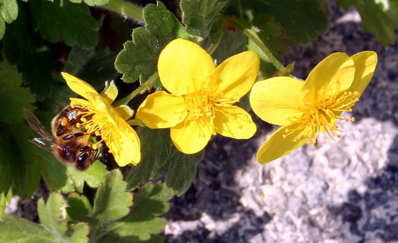 Biene auf Nahrungssuche