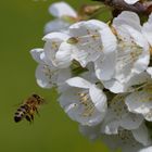 Biene auf Nahrungssuche