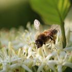 Biene auf Nahrungssuche
