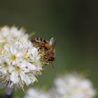 Biene auf Nahrungssuche2