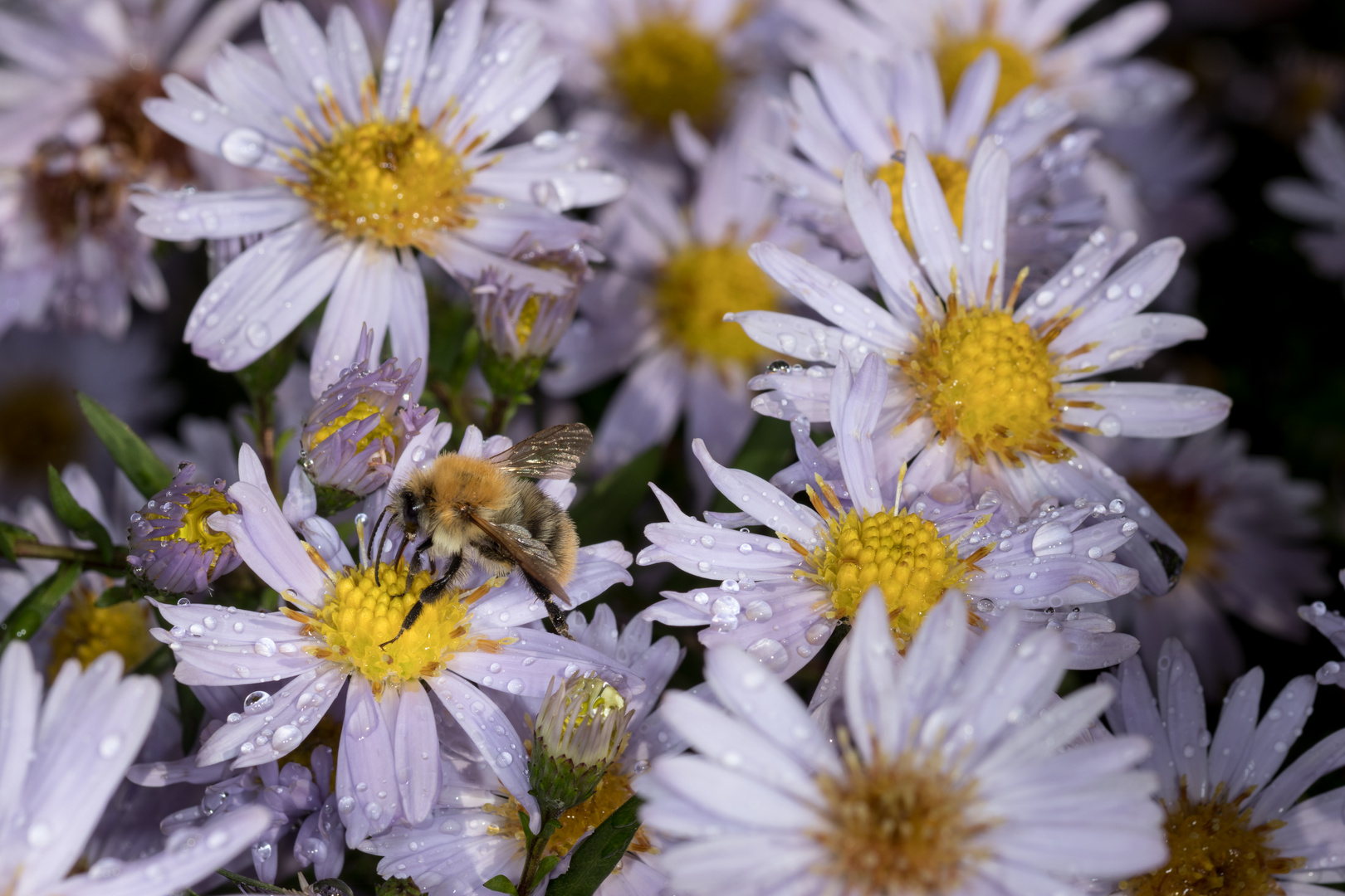 Biene auf nassen Blüten