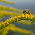 Biene auf Nektarsammlung