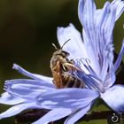 Biene auf Nektarsuche 