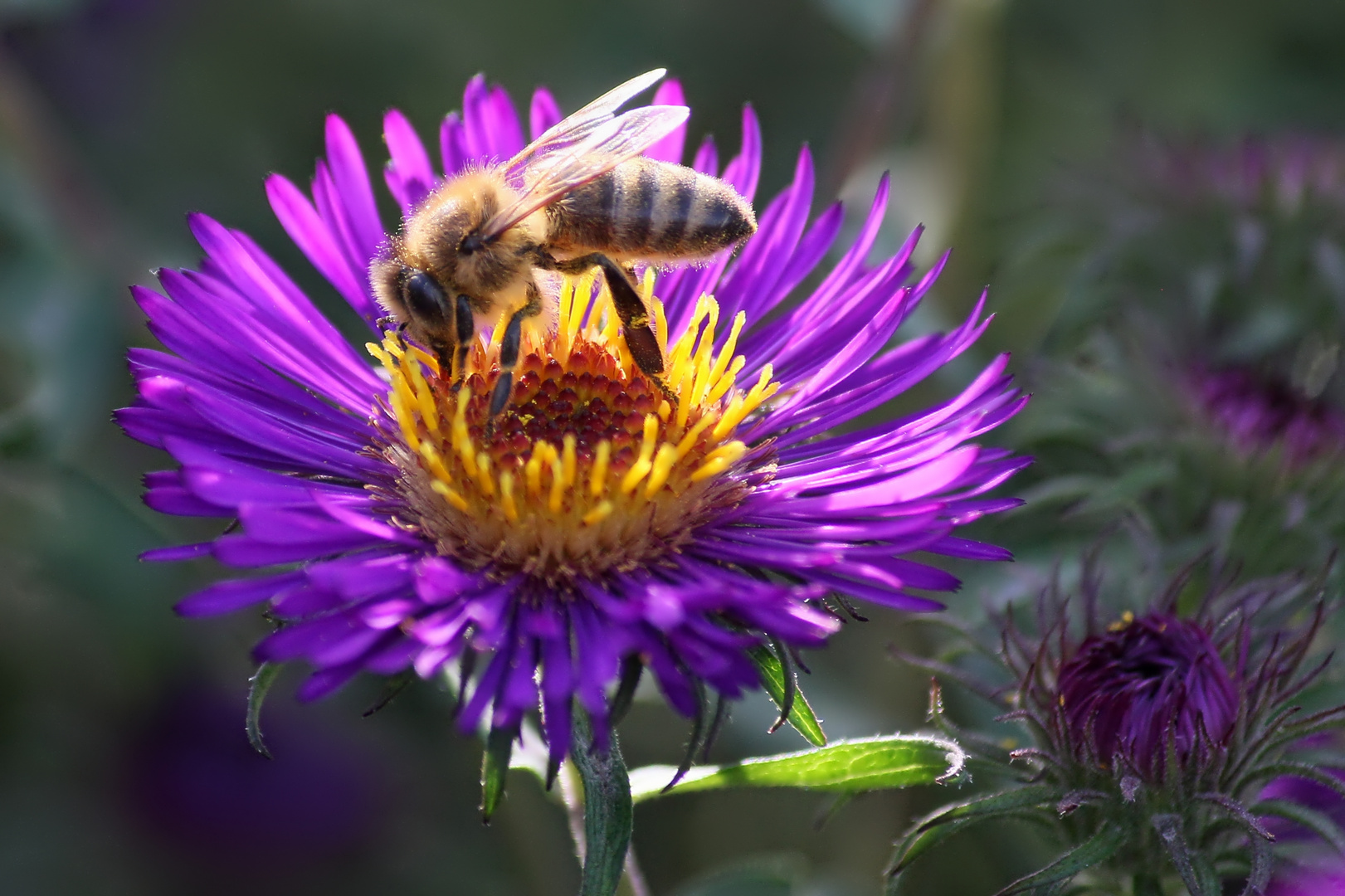 Biene auf Neuengland-Aster - bee on New England aster