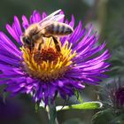 Biene auf Neuengland-Aster - bee on New England aster