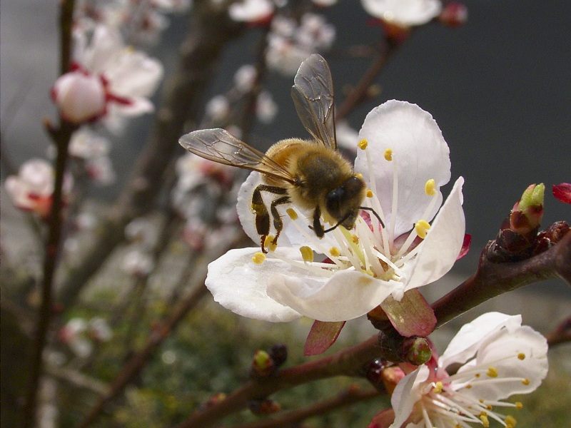 Biene auf Obstblüte