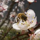 Biene auf Obstblüte