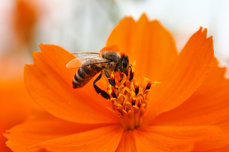 Biene auf "Orange"