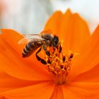 Biene auf "Orange"