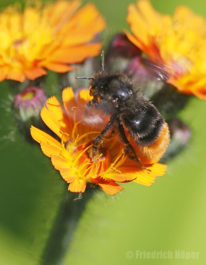 Biene auf orangenem Habichtskraut