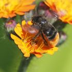 Biene auf orangenem Habichtskraut