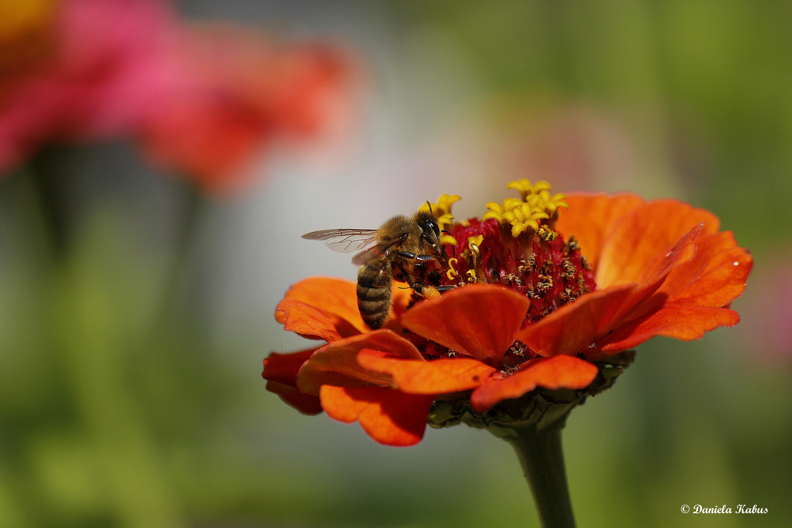 Biene auf oranger Blüte