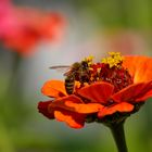 Biene auf oranger Blüte