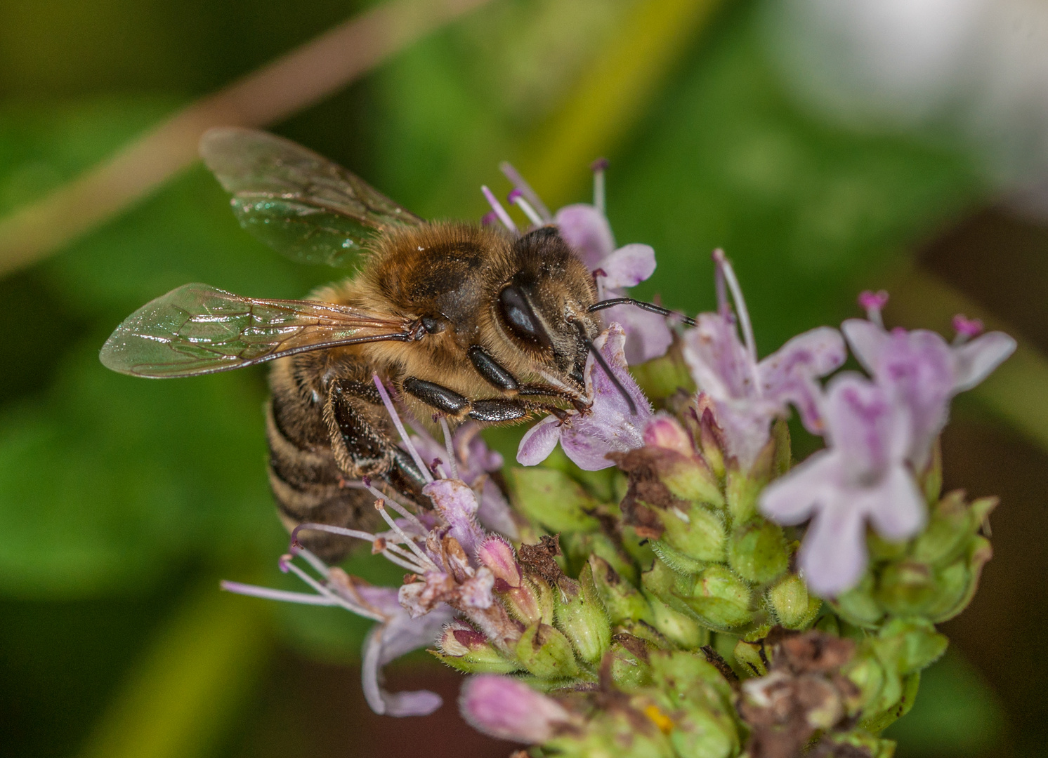 Biene auf Oregano