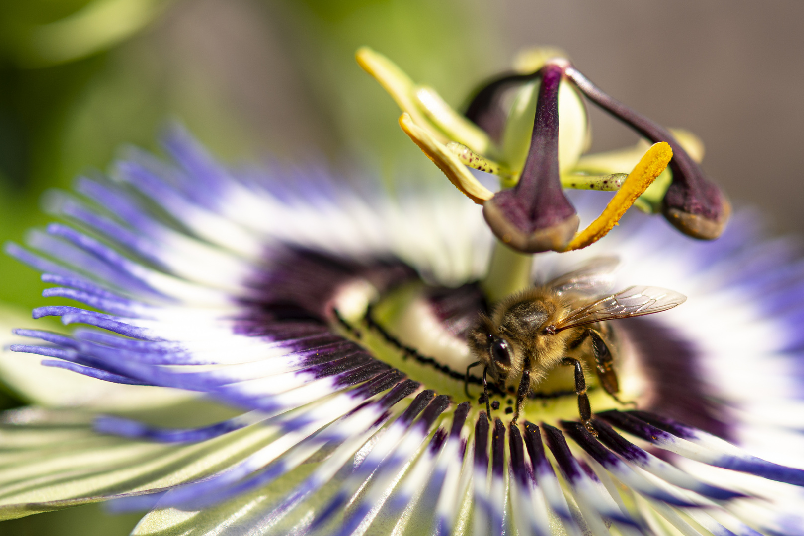 Biene auf Passionsblume