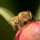 Biene auf Pfingstrose