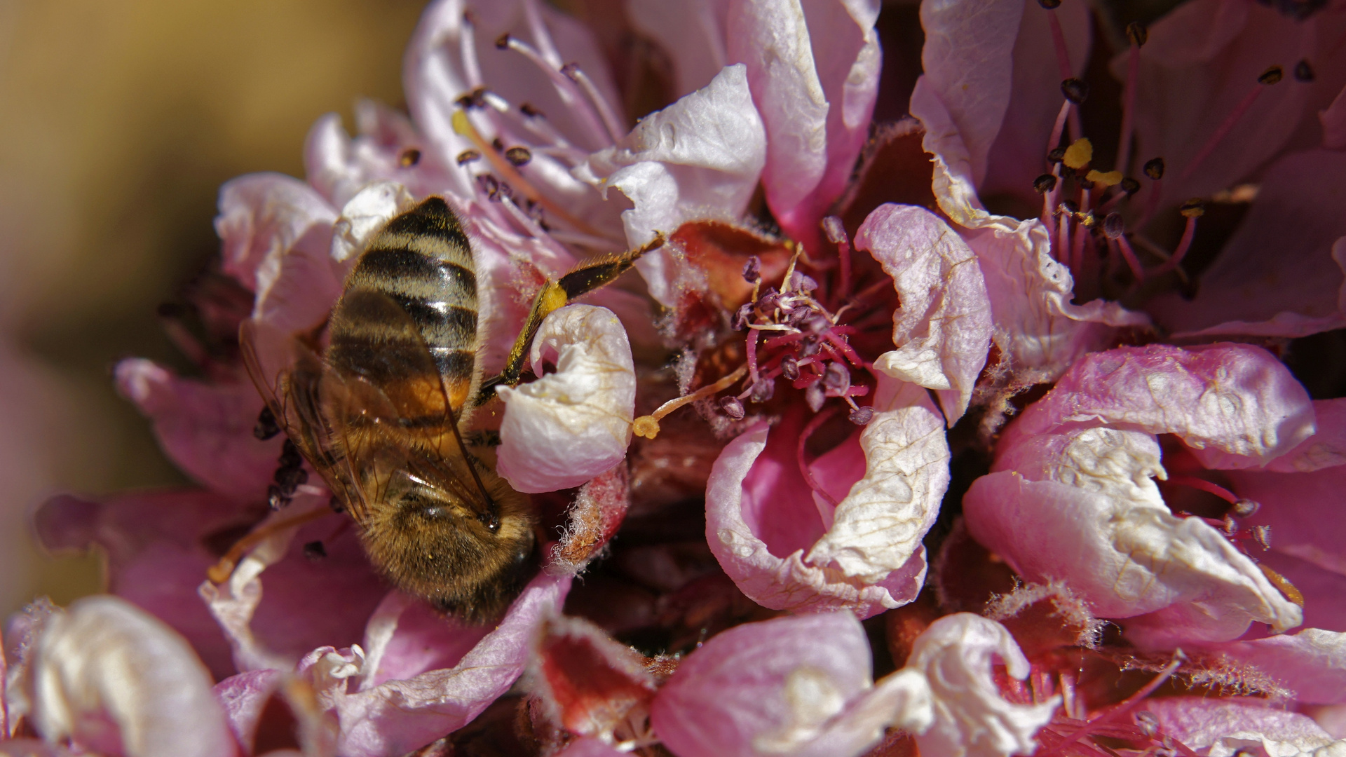 Biene auf Pfirsischblüte