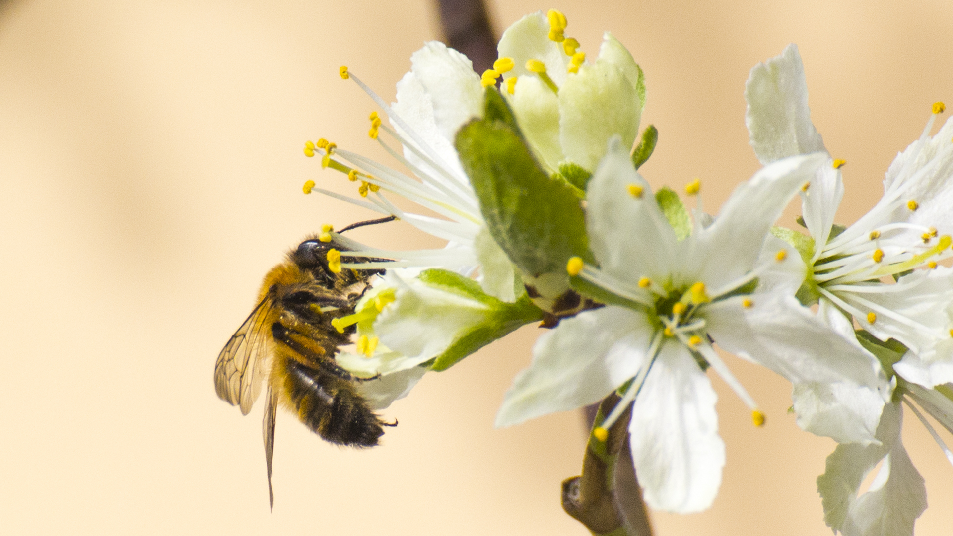 Biene auf Pflaumenblüte