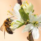 Biene auf Pflaumenblüte
