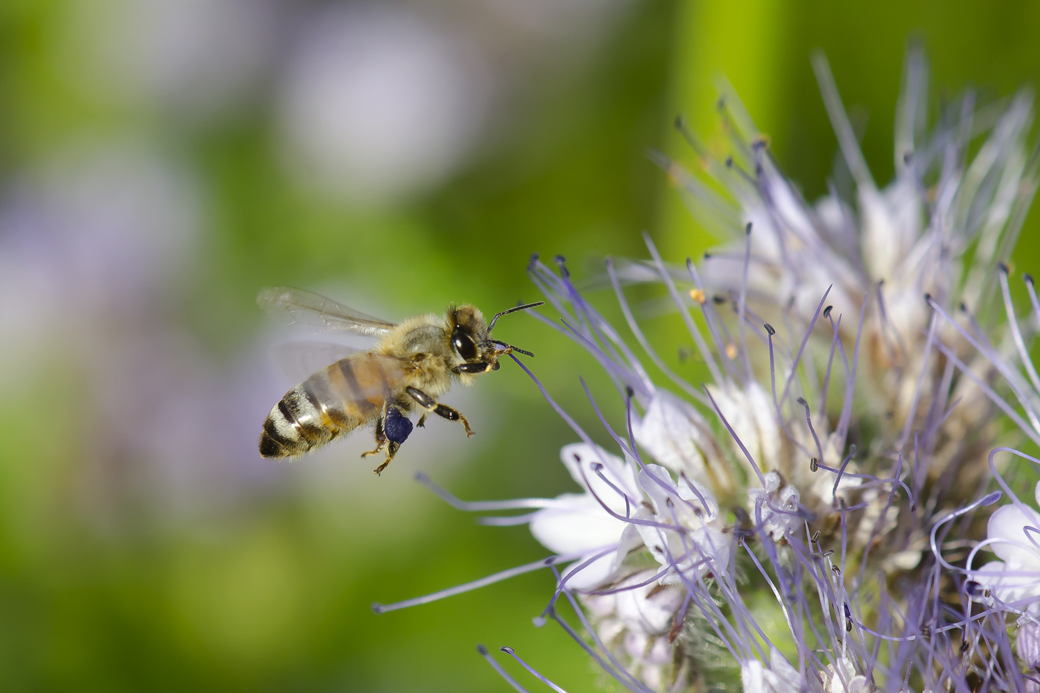 Biene auf Phacelia