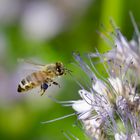 Biene auf Phacelia