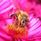 Biene auf Pink