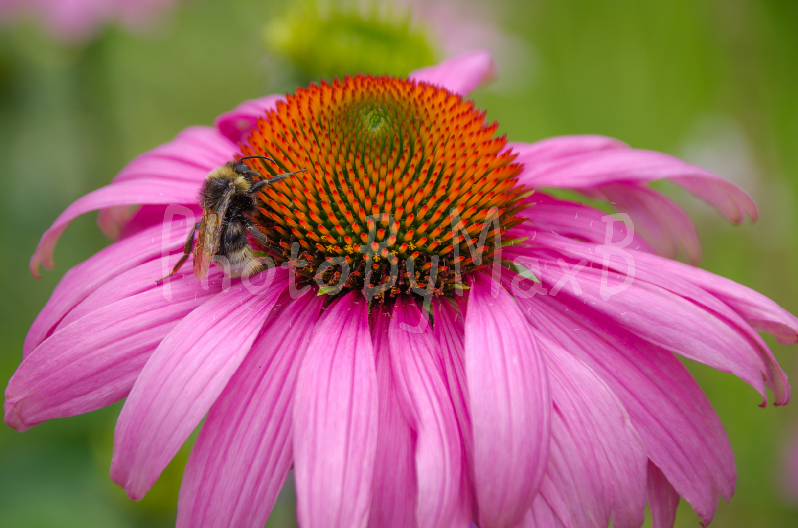 Biene auf pinker Blume