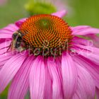 Biene auf pinker Blume